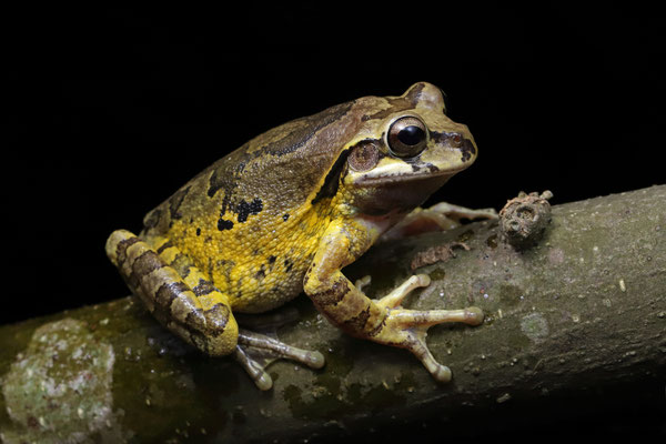 Common Mexican Treefrog (Smilisca baudinii)