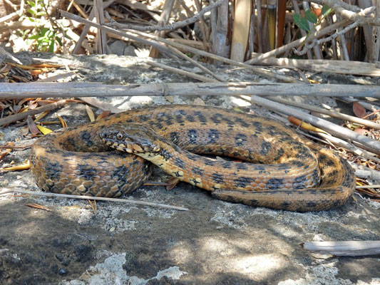 Viperine Snake (Natrix maura) with damaged tail.
