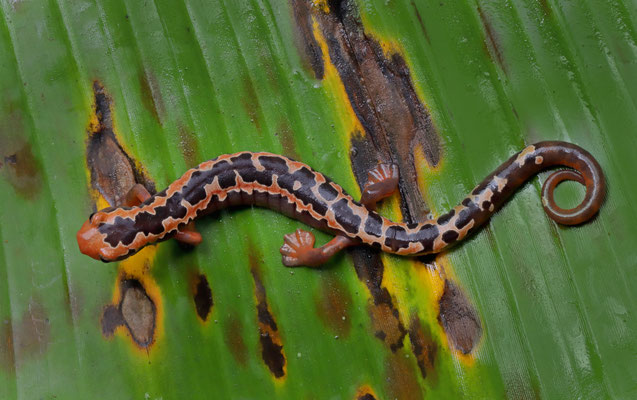 Yellowbelly Mushroomtongue Salamander (Bolitoglossa flaviventris)