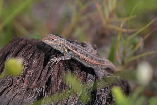 Cozumel Spiny Lizard (Sceloporus cozumelae)