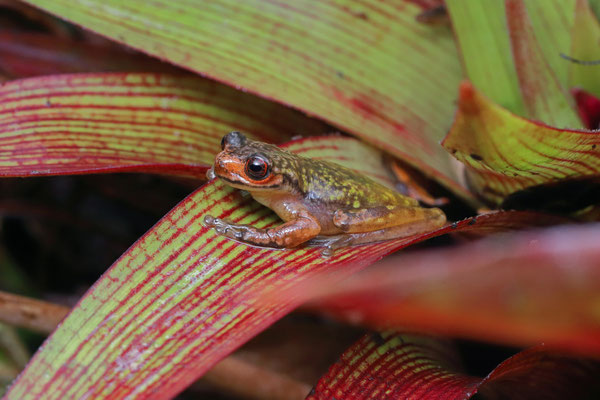Moustache Bromeliad Tree Frog (Isthmohyla picadoi)