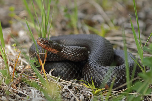 Melanistic Adder (Vipera berus)