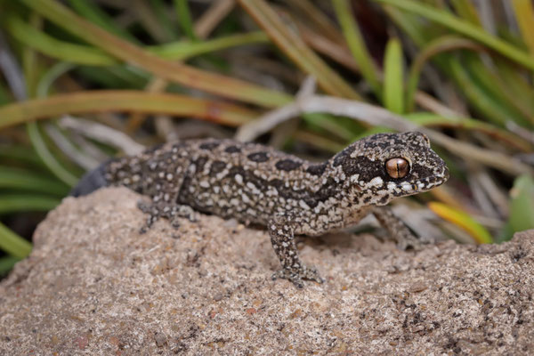 Spotted Thick-toed gecko (Pachydactylus maculatus)