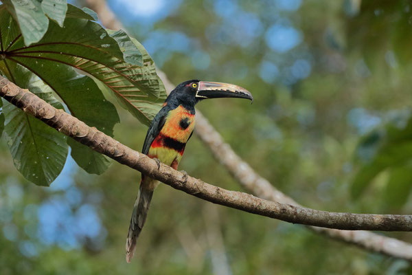 Collared Aracari (Pteroglossus torquatus)
