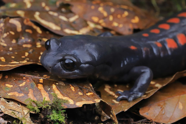 Giant False Brook Salamander (Isthmura gigantea)