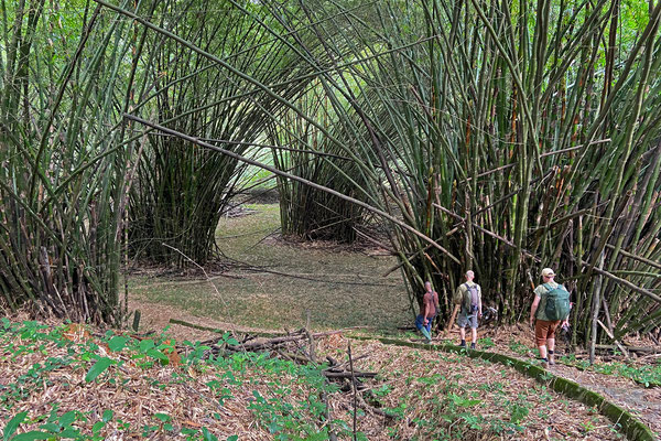 The Bamboo Cathedral and on our way to an allegedly good spot for Gaboon Vipers.