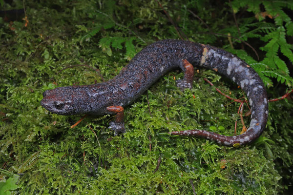 Ring-tailed Webfoot Salamander (Bolitoglossa robusta)