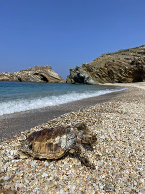 Subadult Loggerhead Sea Turtle (Caretta caretta) washed ashore.