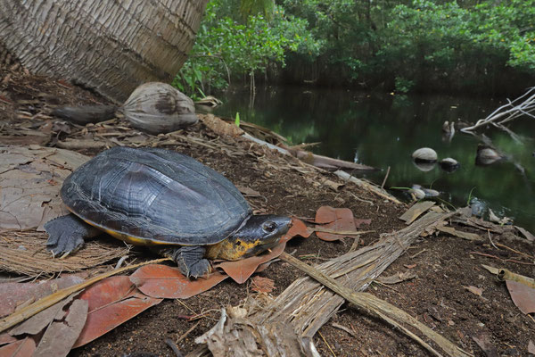 Chiapas Giant Musk Turtle (Staurotypus salvinii) in habitat.