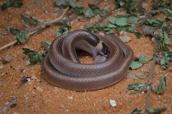 Light-banded Dwarf Snake (Heteroliodon occipitalis) displaying the odd defensive behaviour
