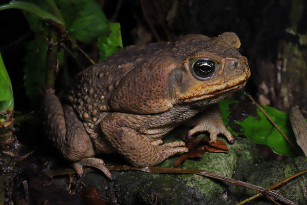 Western Cane Toad (Rhinella horribilis)