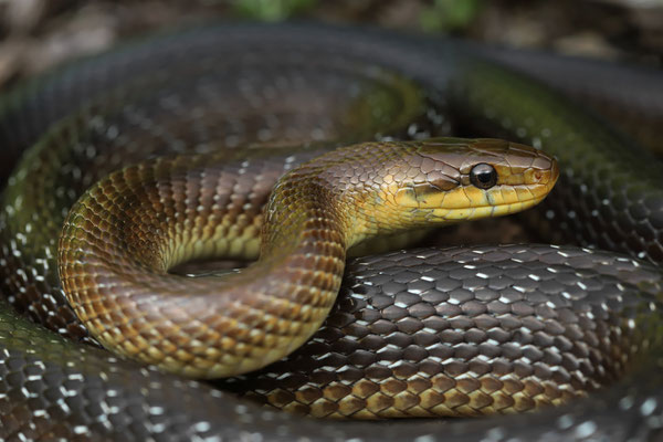 Aesculapian Snake (Zamenis longissimus)