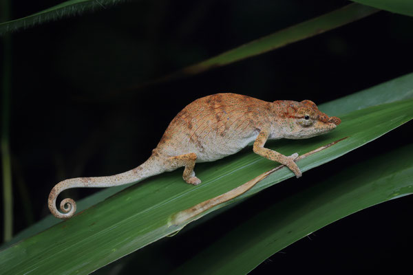 Hofreiter's Chameleon (Calumma hofreiteri) female