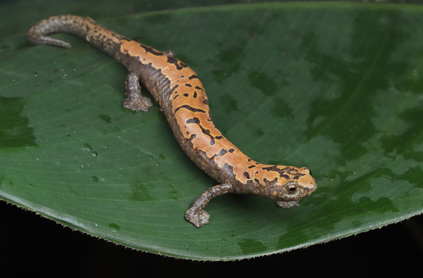 Alberch's Mushroomtongue Salamander (Bolitoglossa alberchi) female