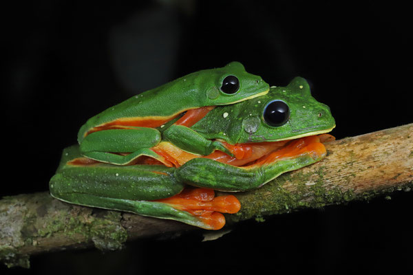 Black-eyed Leaf Frog (Agalychnis moreletii) amplexus