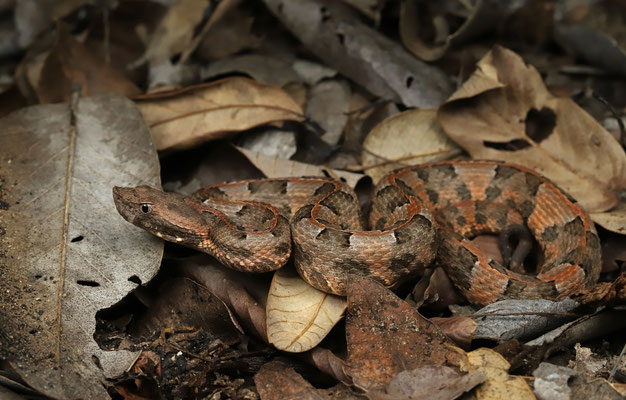 Yucatan Hognosed Pitviper(Porthidium yucatanicum)