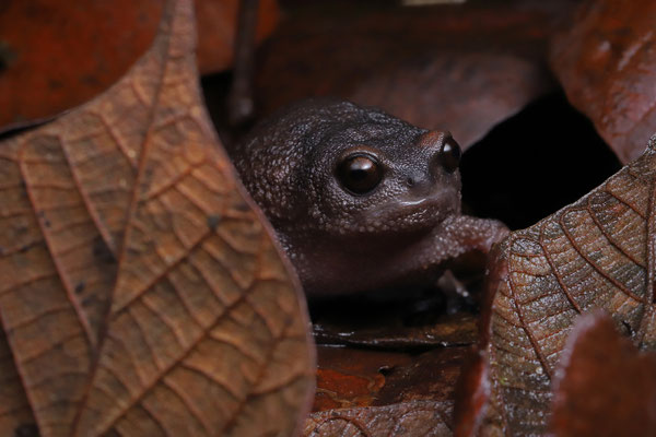 This Chome Forest Warty Frog (Callulina shengena) was found wandering the forest floor in the middle of the day.