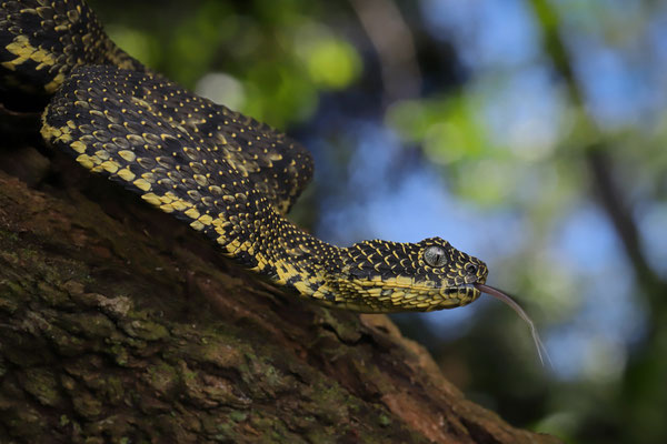 Mount Kenya Bush Viper (Atheris desaixi)