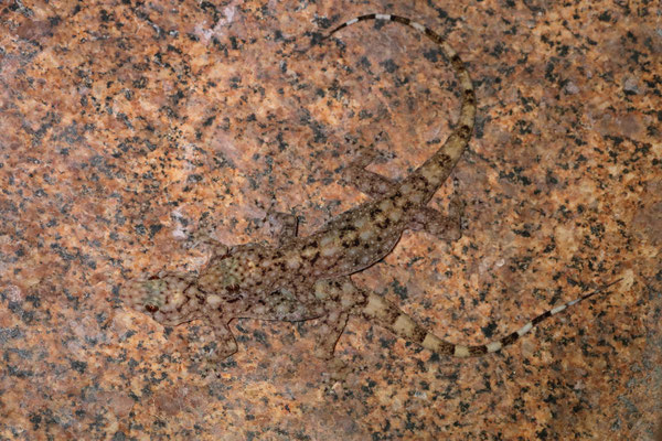 Anja Half-padded Gecko (Paragehyra felicitae) mating attempt.