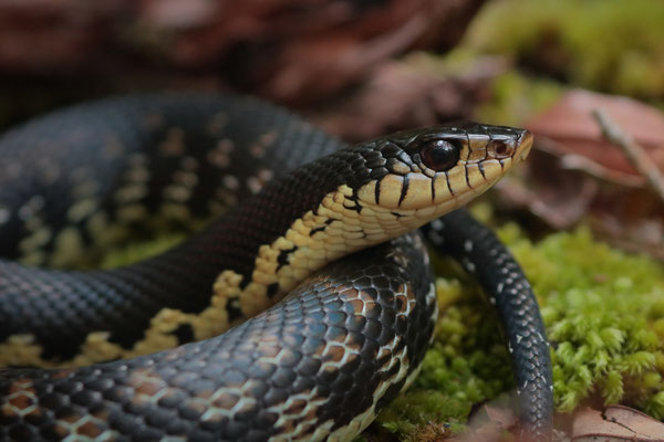 Malagasy Giant Hognose Snake (Leioheterodon madagascariensis) 