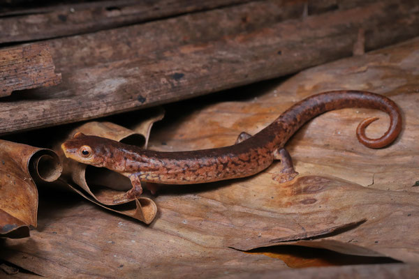Cocle Webfoot Salamander (Bolitoglossa schizodactyla)