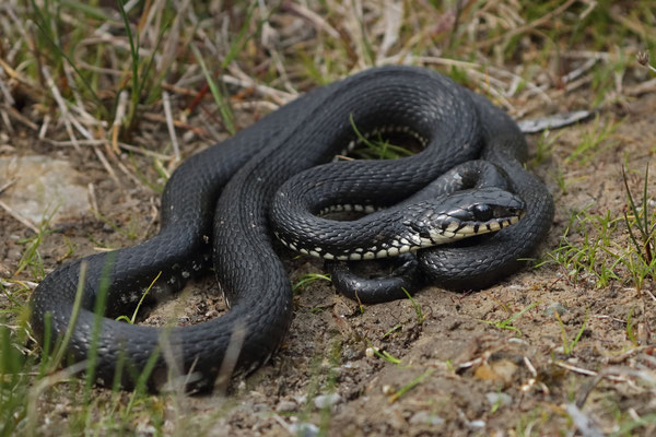 Melanistic Grass Snake (Natrix natrix)