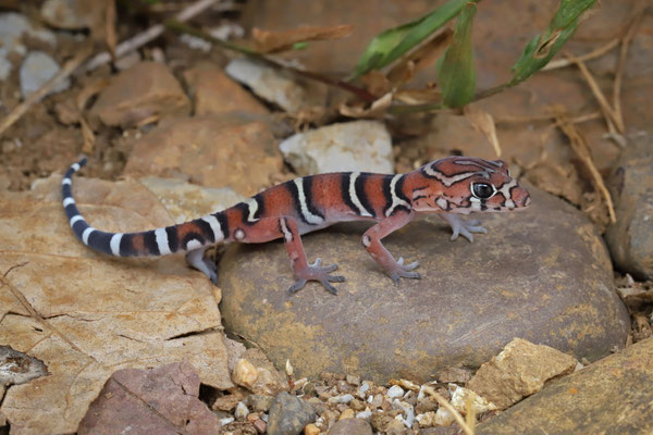 Yucatán Banded Gecko (Coleonyx elegans) baby