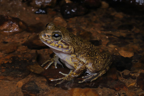 Madagascar Giant Stream Frog (Mantidactylus grandidieri) 