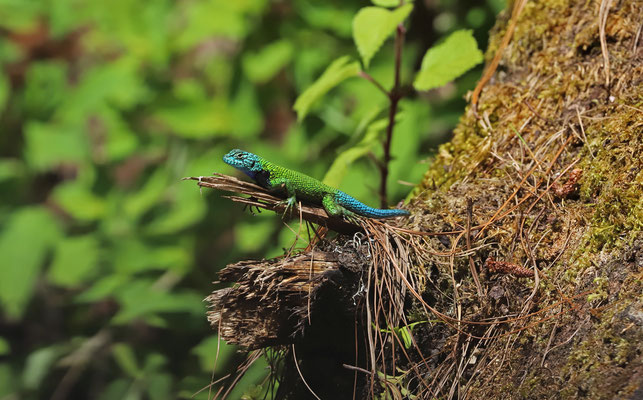 Bocourt's Emerald Lizard (Sceloporus smaragdinus) with entirely blue head.