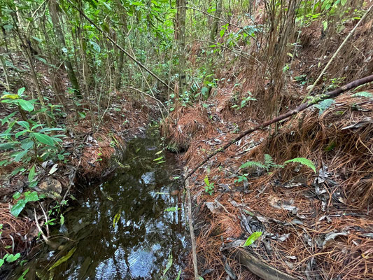 Habitat of Incilius occidentalis, Craugastor mexicanus, Craugastor pygmaeus, Lithobates sierramadrensis, Charadrahyla altipotens, Ptychohyla leonhardschultzei and Pseudoeurycea conanti.