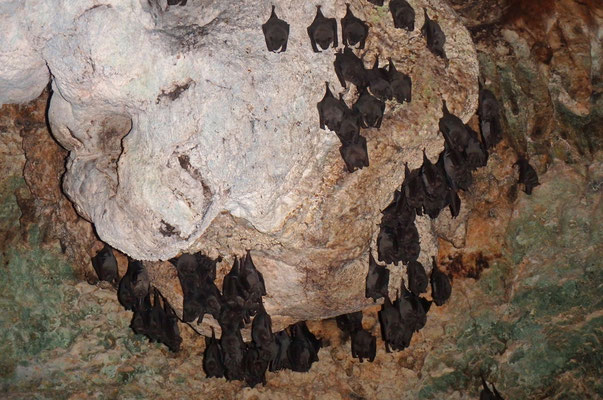 Some cenotes are full of bats which don't seem to mind all the people too much.