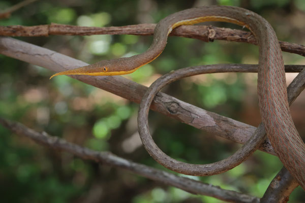 Malagasy Leaf-nosed Snake (Langaha madagascariensis) 