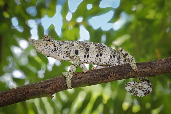 Meller's Chameleon (Trioceros melleri) 