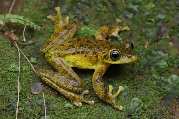 Porthole Tree Frog (Charadrahyla taeniopus) 