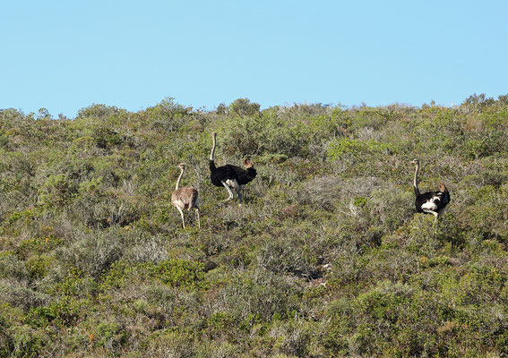 Ostriches (Struthio camelus)