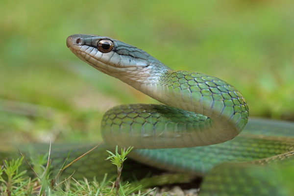 Cloud Forest Parrot Snake (Leptophis modestus) 