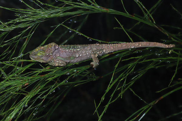 Knysna Dwarf Chameleon (Bradypodion damaranum)