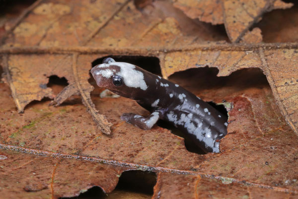White-headed Worm Salamander (Oedipina carablanca) inhabits leaf litter, but is mostly adapted at a life inside termite-infested logs. 