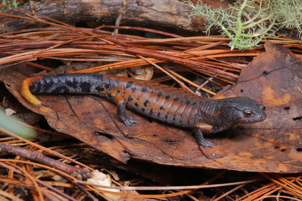 Fire-tail Pinewood Salamander (Pseudoeurycea conanti)