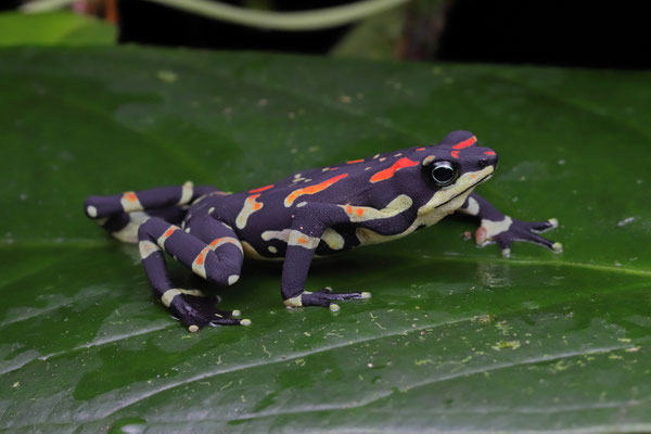 Variable Harlequin Toad (Atelopus varius)
