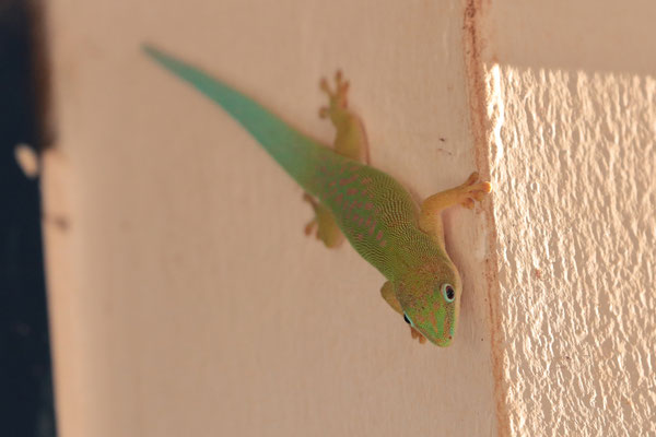 Zanzibar Day Gecko (Phelsuma dubia) is not native to the area and probably arrived with exotic plants or building material.