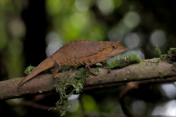 Elongate Leaf Chameleon (Palleon nasus)