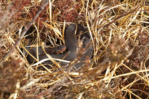 First Adder (Vipera berus) of 2024!