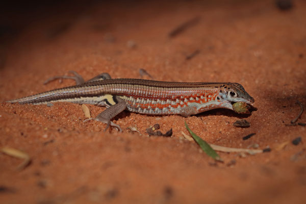 Peter's Keeled Plated Lizard (Tracheloptychus petersi) having breakfast.