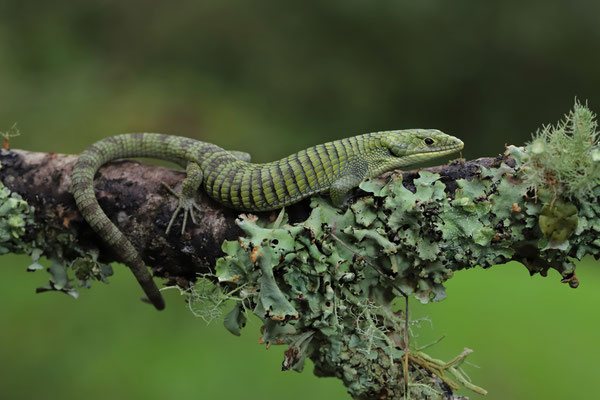 Green Arboreal Alligator Lizard (Abronia graminea) subadult