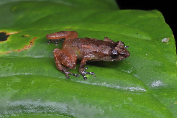 Montane Dink Frog (Diasporus hylaeformis)
