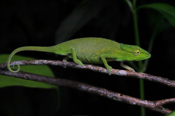 Glaw's Chameleon (Calumma glawi)