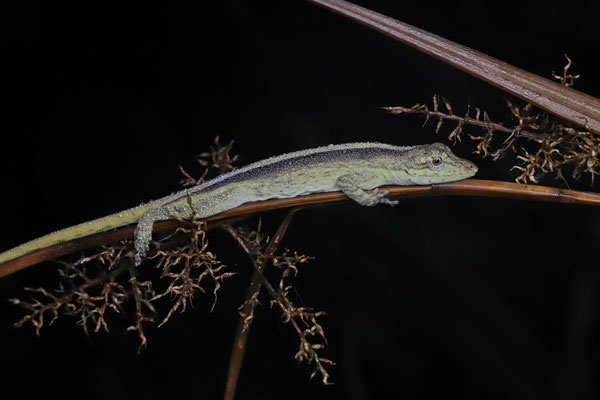 Highland Anole (Anolis altae)