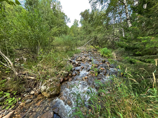 Typical habitat for Ranodon sibiricus, fast flowing streams with many boulders in open forests.