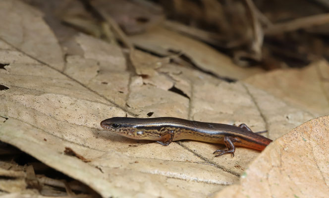 Red Forest Skink (Scincella assatus)